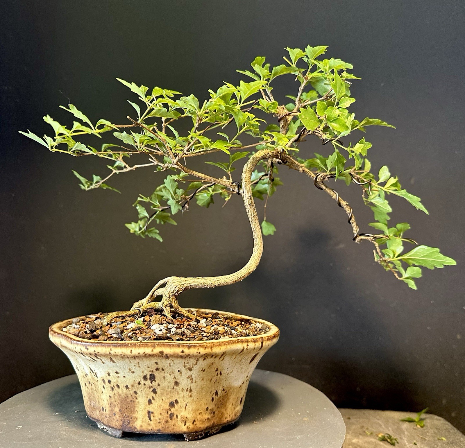 Bonsai Tree Japanese Musk Maple, Premna japonica, 11” tall quality Pot