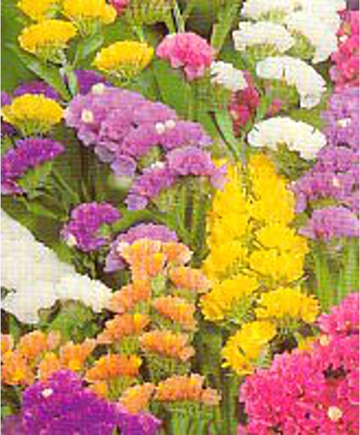 Statice Flowers (Sinuata Rainbow Mixed) Seeds