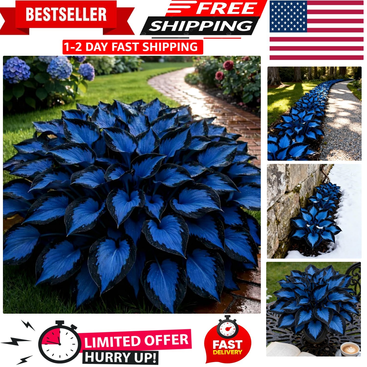 220+ Hosta Seeds Blue Perennial for Planting,Hosta Seeds Blue and Black,Rare …