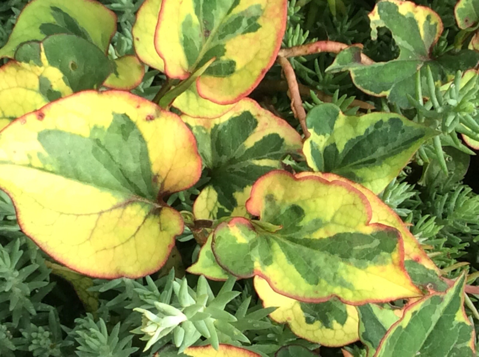 Houttuynia Cordata Fish Mint Charmeleon 10 Plants Great For Ponds (Bare Root)