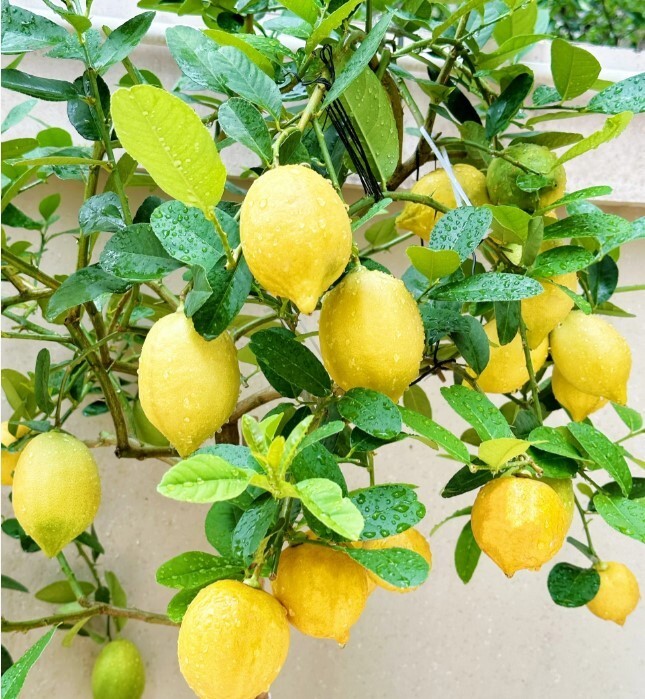 30pcs Perfume Lemon Seeds – Grow Your Own Delicious Fruit-Bearing Bonsai Tree