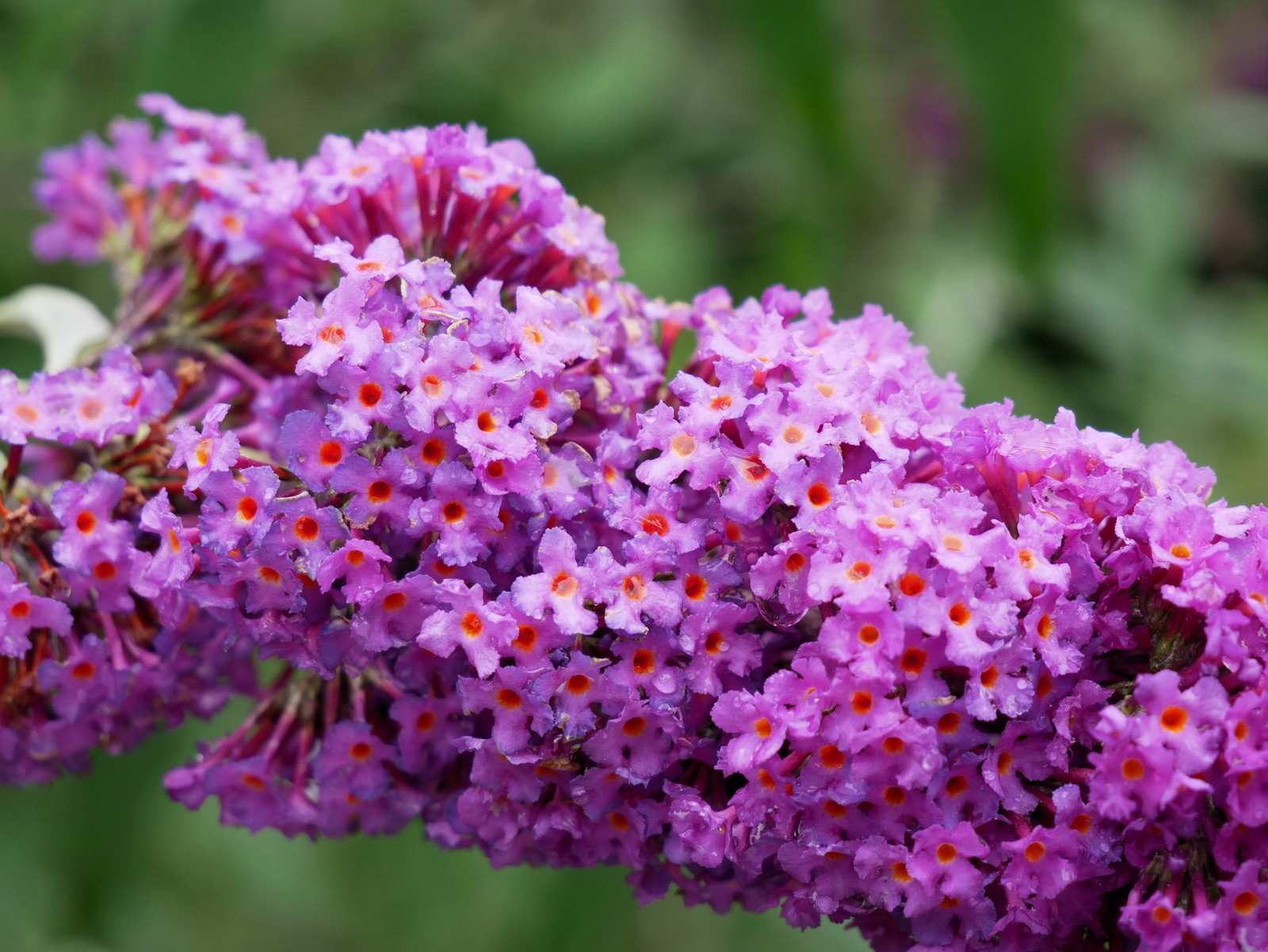 100 MIXED COLORS BUTTERFLY BUSH Buddleia Davidii Flower Seeds *Flat S/H