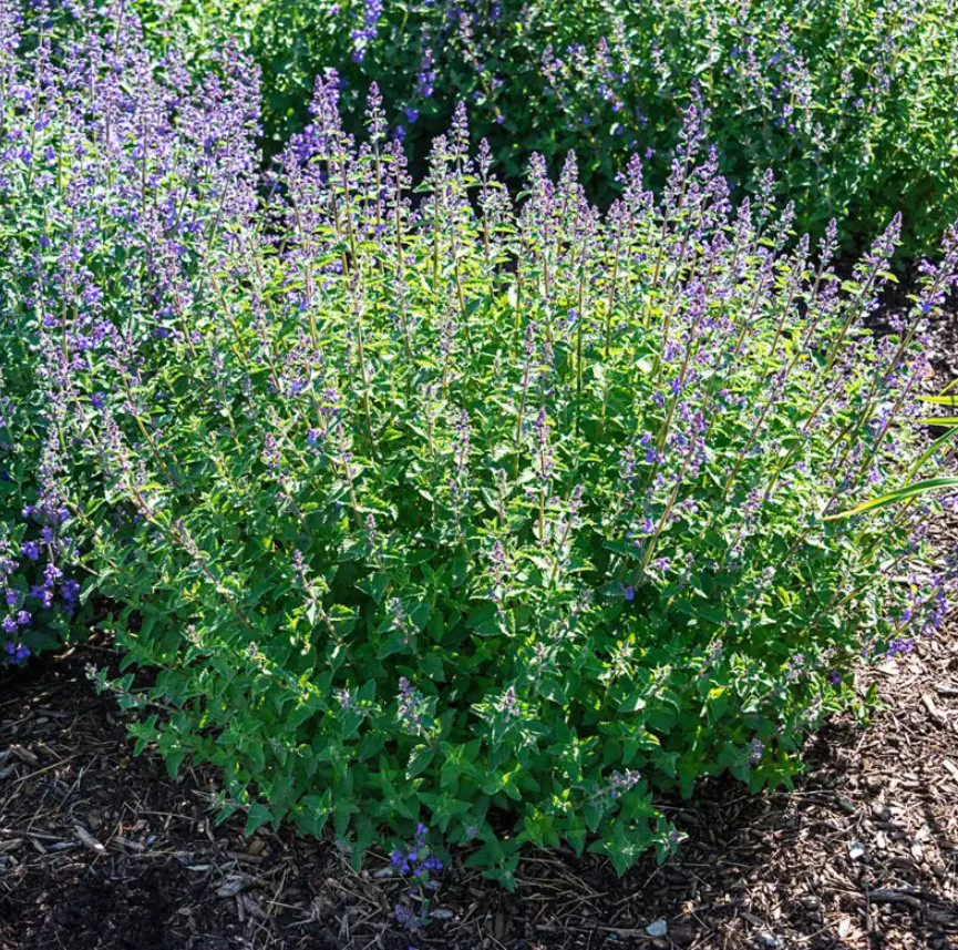 3 Live Catnip Plants – 3–6″ Tall – Grass Herb – Fast Growing – Ships No Pot