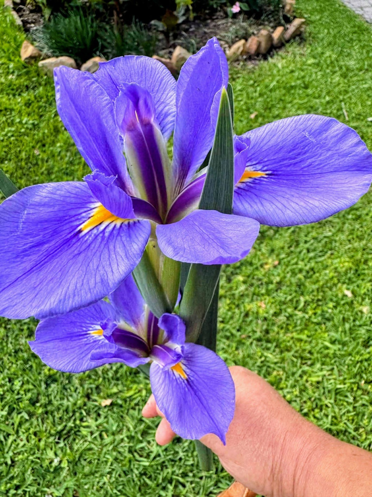 Iris Ready to Plant (6 Rhizomes)