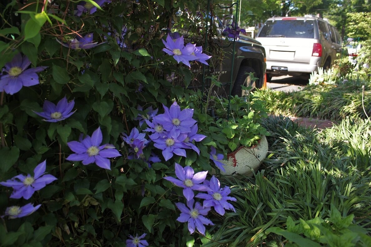 1 H.F Young Clematis Vine Live Starter Plant RootsOnly Huge Wedgewood Blue Bloom