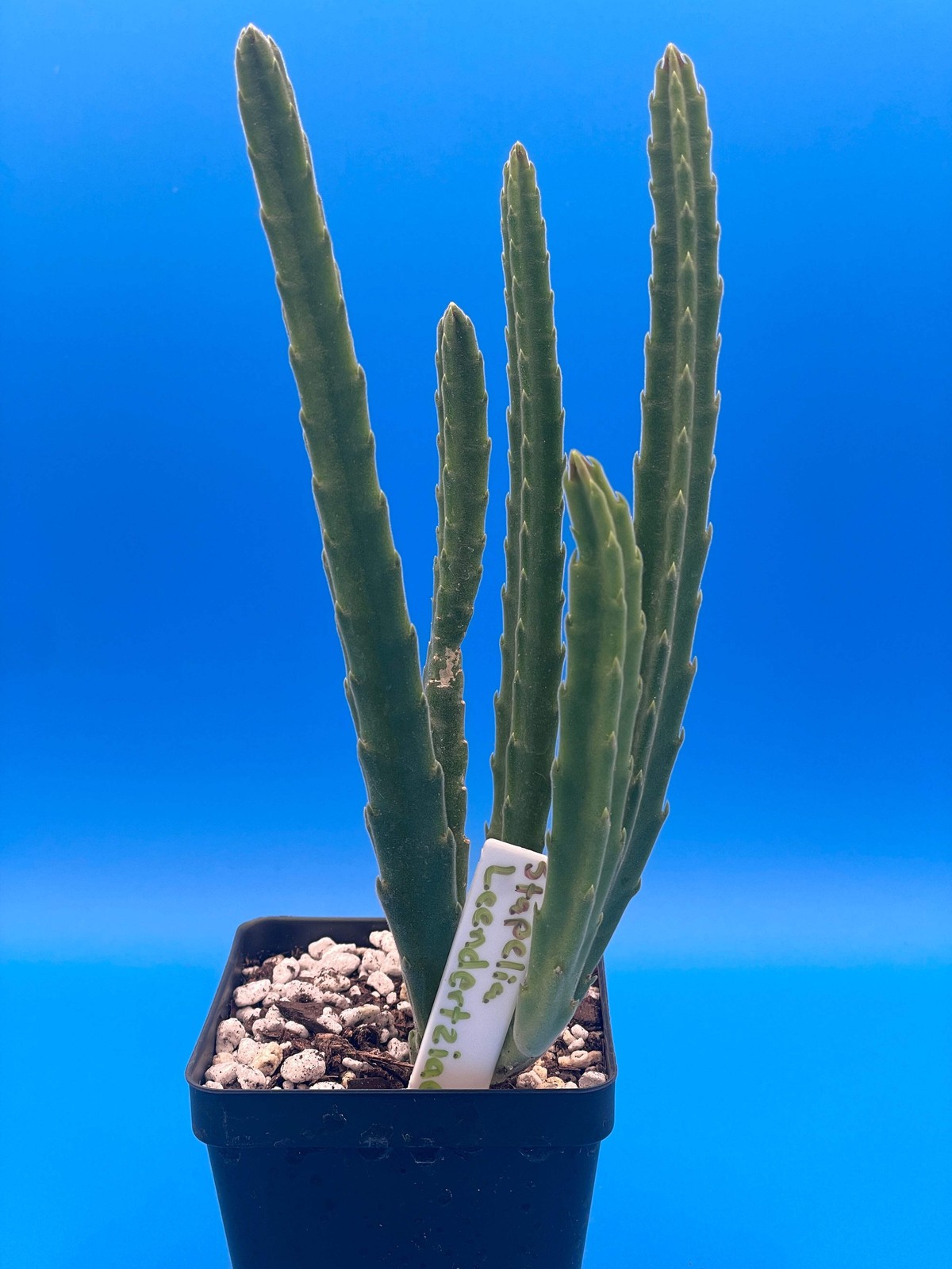Stapelia Leendertziae 3.5 Inch Potted Plant WELL ROOTED Starfish Cactus