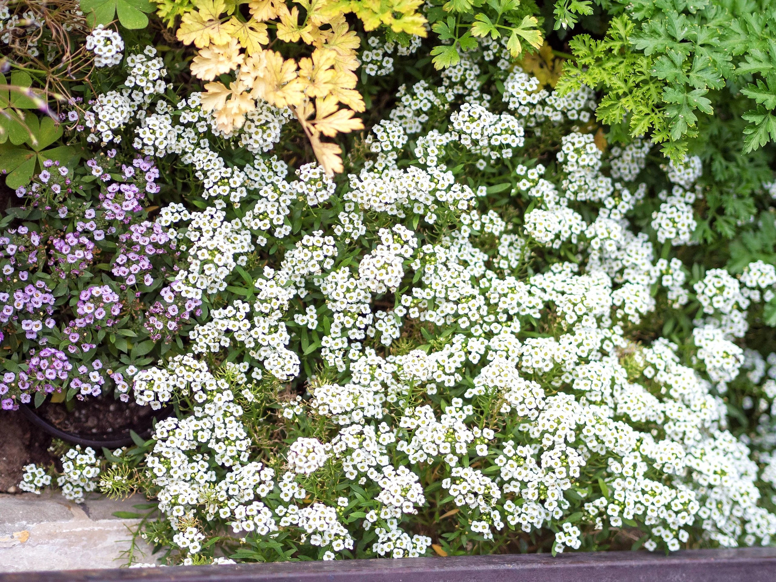 Carpet of Snow Sweet Alyssum Seeds | Mat Forming Annual White Flower Seed 2025