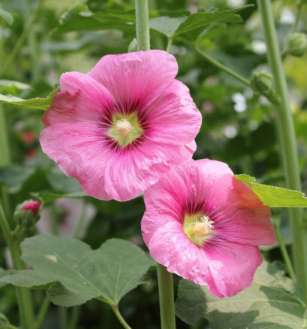 Hollyhock Flower Seeds 35+ Alcea Rosea Perennial Garden Heirloom USA FREE S&H