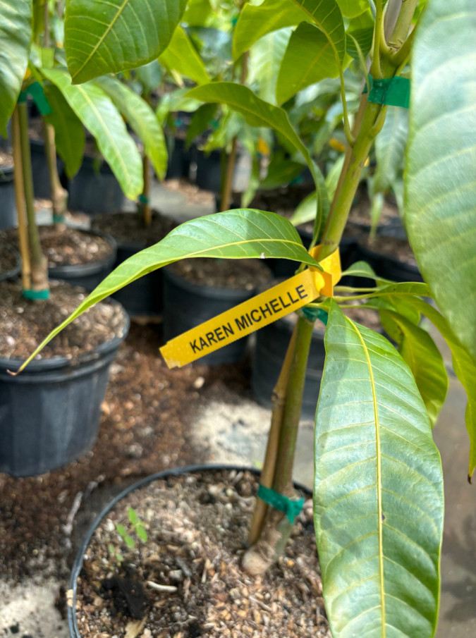 Live Grafted Karen Michelle Mango Tree – 3 Gal Pot – Fruit Tree – No Ship CA