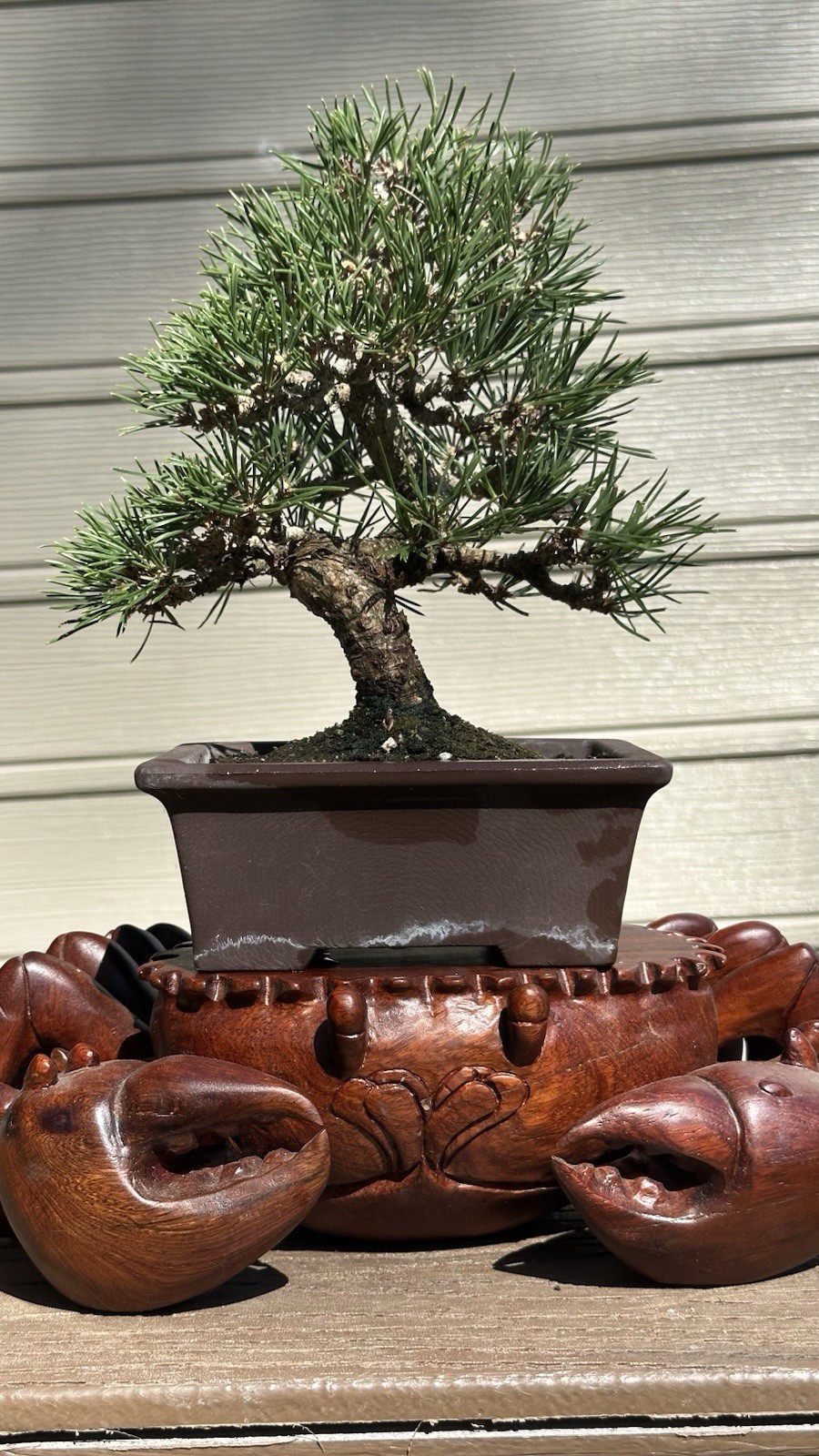 Japanese Shohin black Pine Informal Upright Style, 15 Year Old
