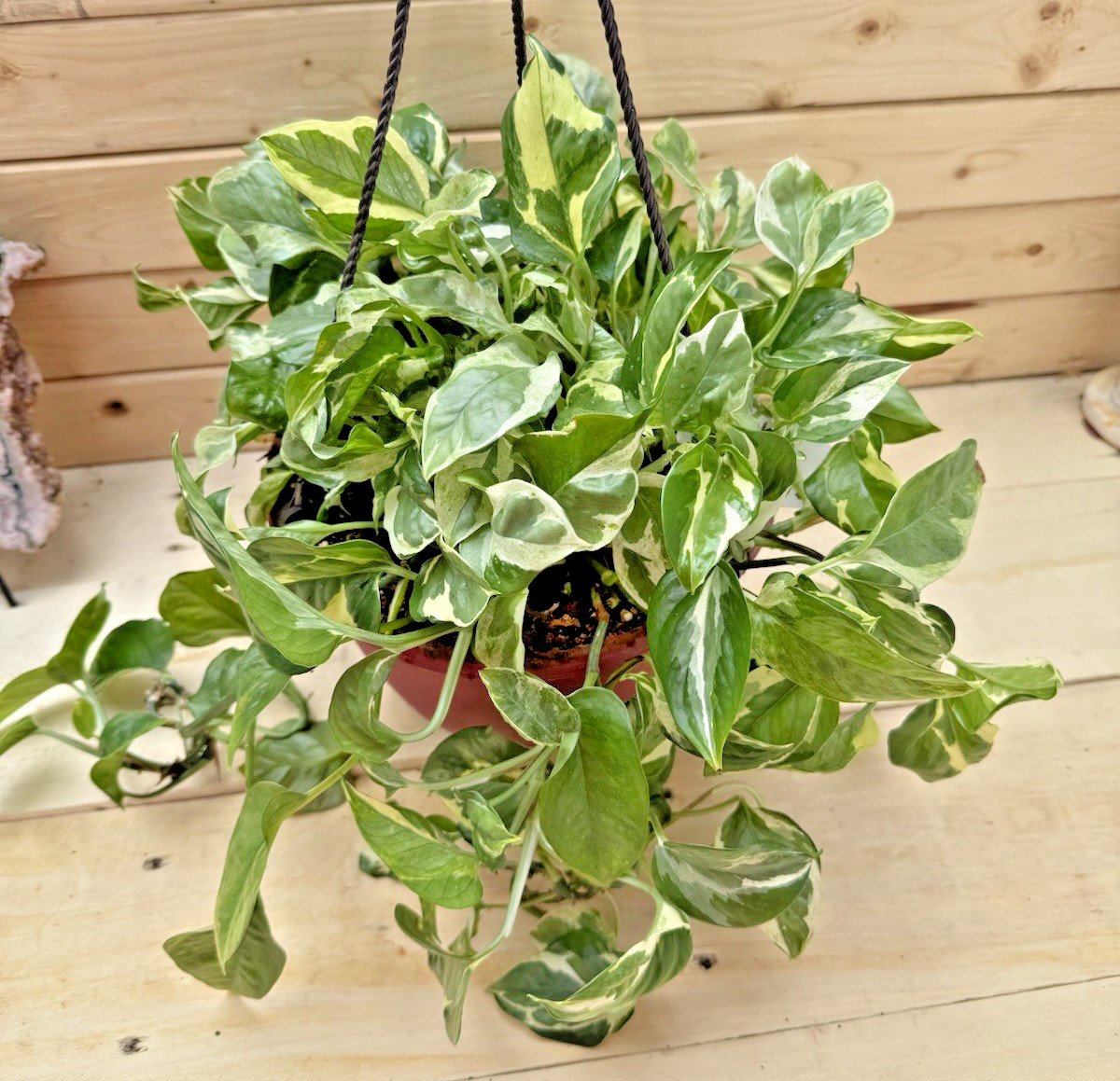 Pearls N Joy Pothos Plant Cutting – Rooting in Moss Cut from Mature Mom Plant
