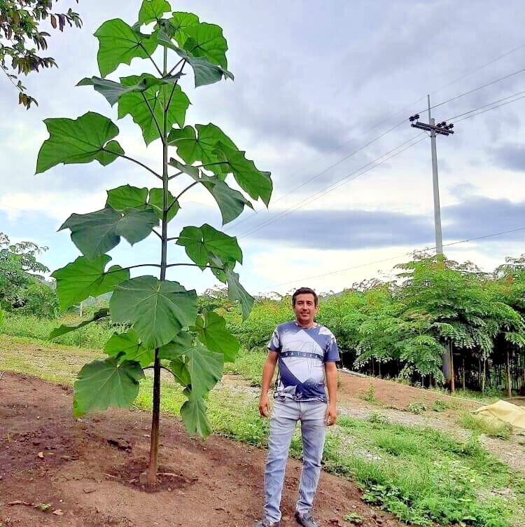 50 Royal Empress (Paulownia tomentosa) Seeds “FASTEST GROWING TREE in the WORLD”
