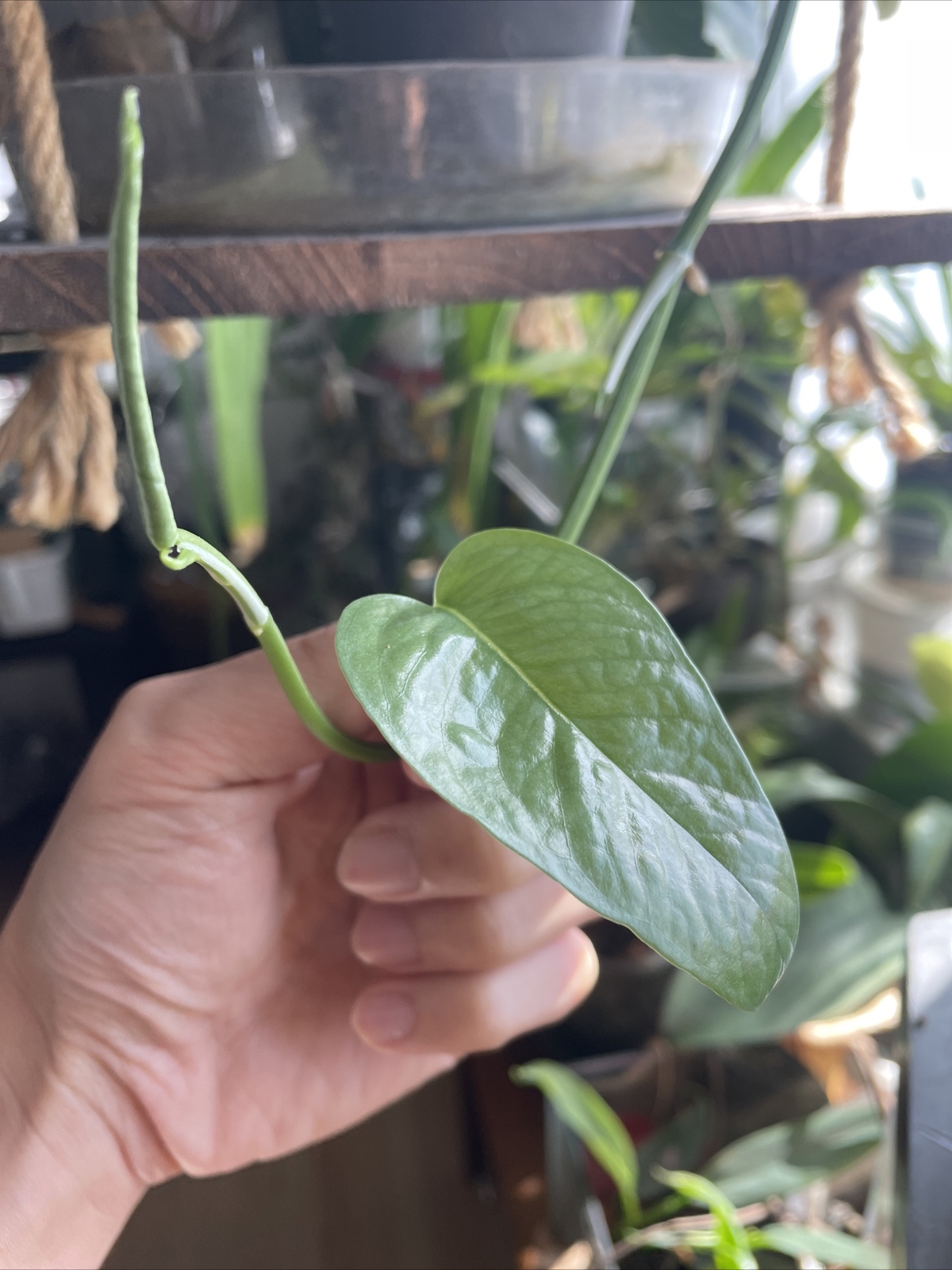 3 pothos (green, Marble, Lime), 1 Micans, 1 Cebu Blue, cuttings 5 varieties