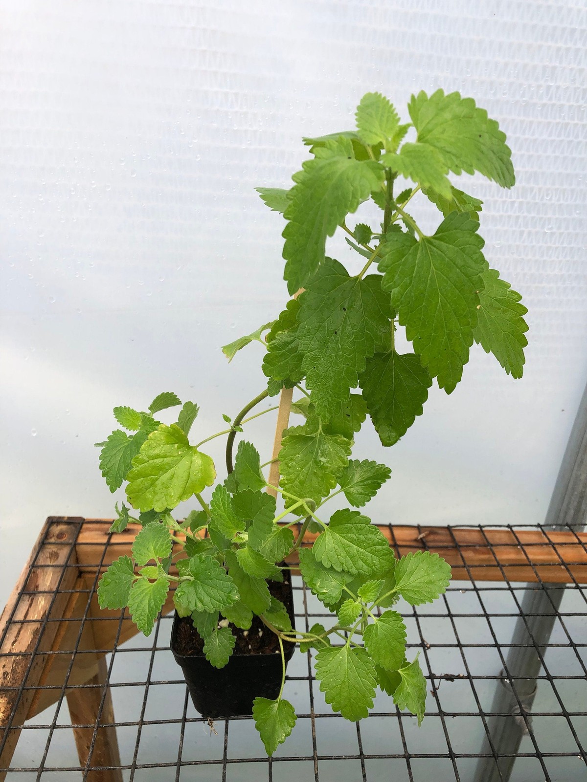 Catnip Live Plant – Seedlings/Plugs and Plants – 3″- 12″ tall – 30-60+ days