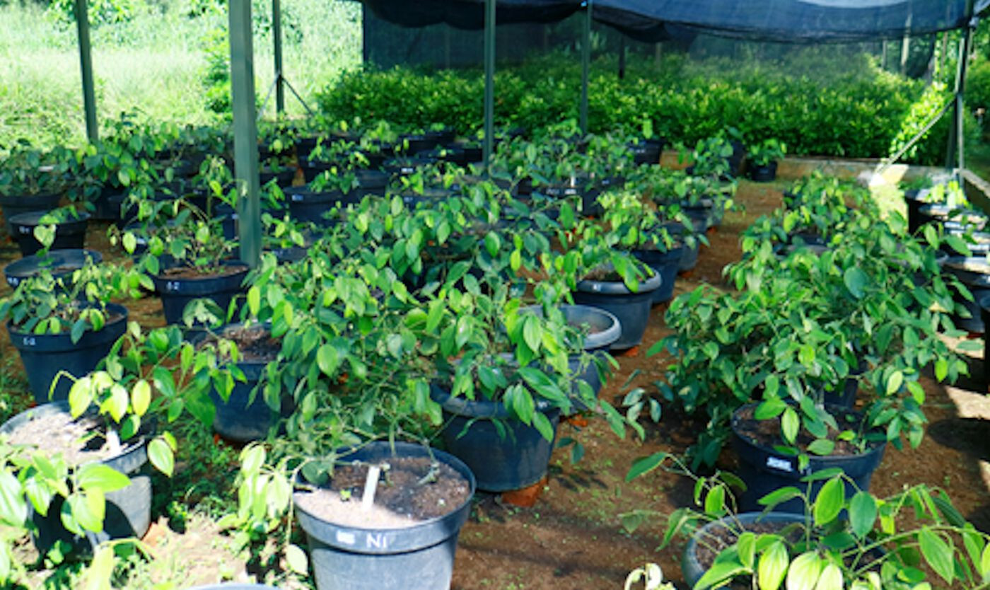 10 Seeds- Piper Nigrum =See Full Description– Peppercorn Seed Pack All Natural