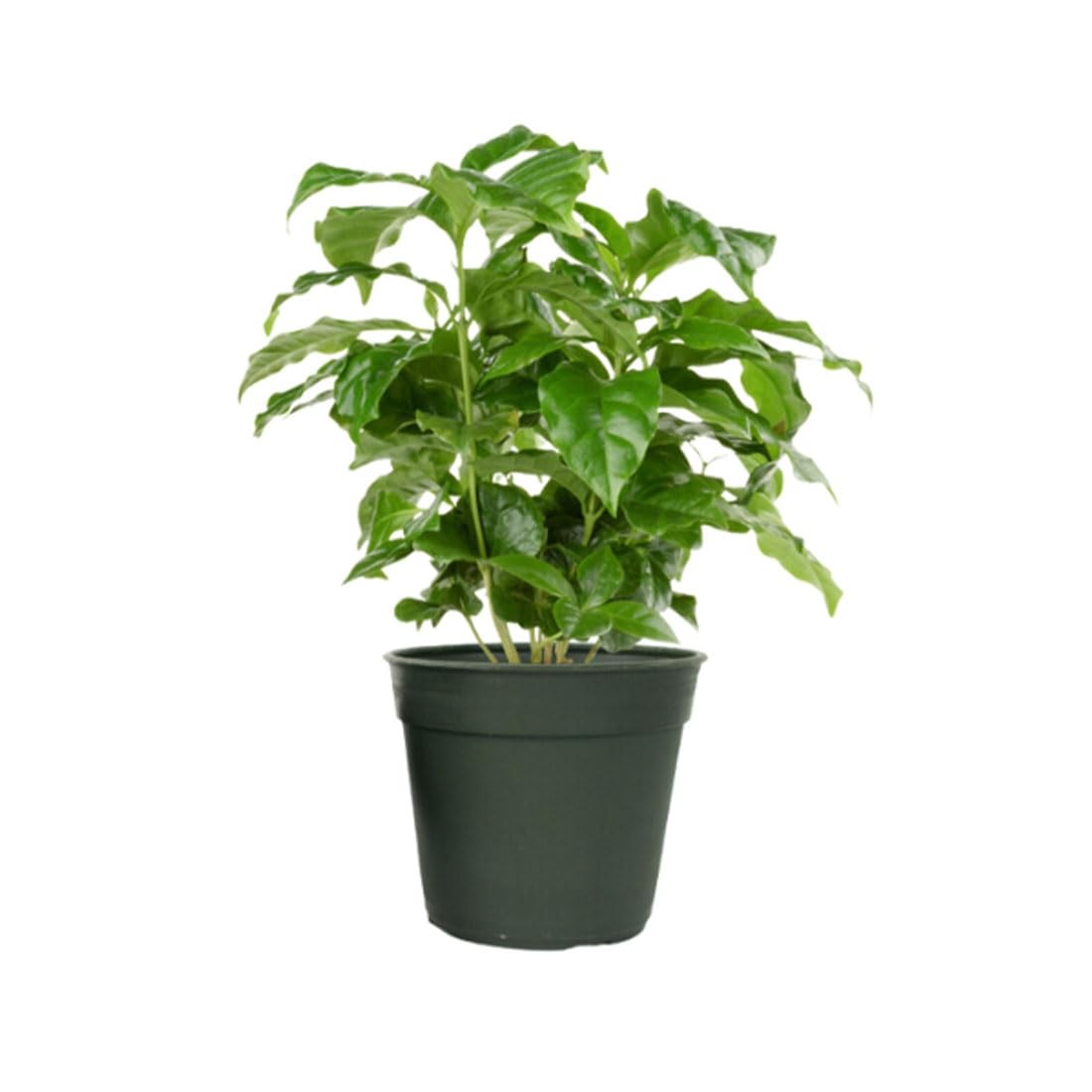 American Plant Exchange Arabica Coffee Live Plant 4-Inch Pot Fruiting Indoor