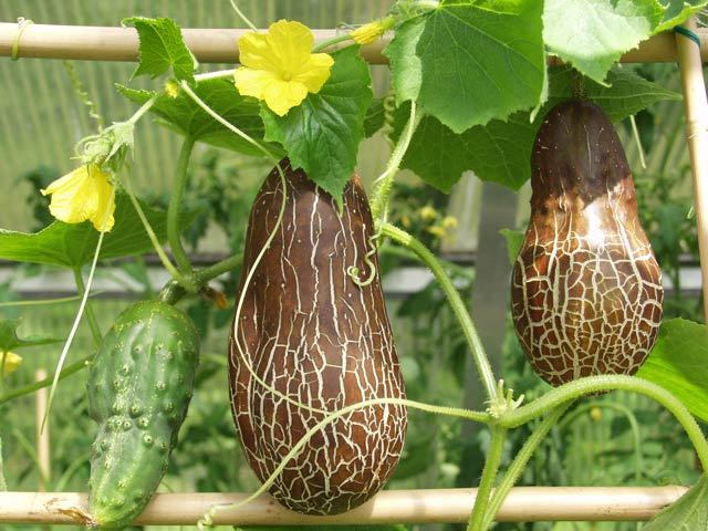 Cucumis sativus sikkimensis SIKKIM CUCUMBER Seeds!