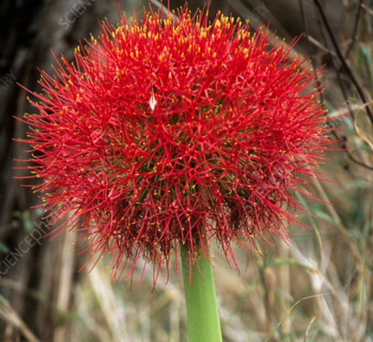 African Blood Lily Live Rooted Plant Multiple Available Big Red Round Flowers