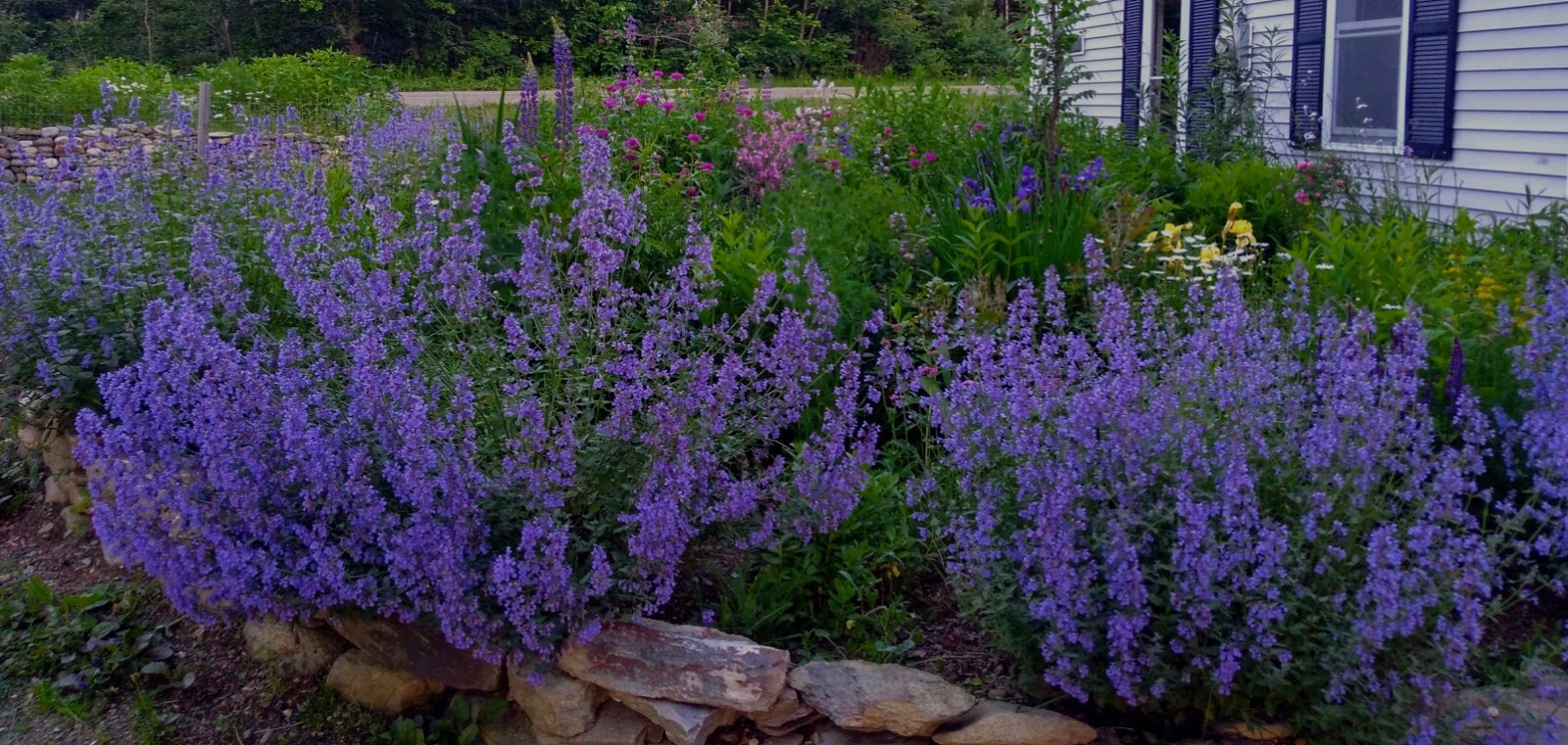 Nepeta plant cat mint 2 divisions Mature Flowering Size