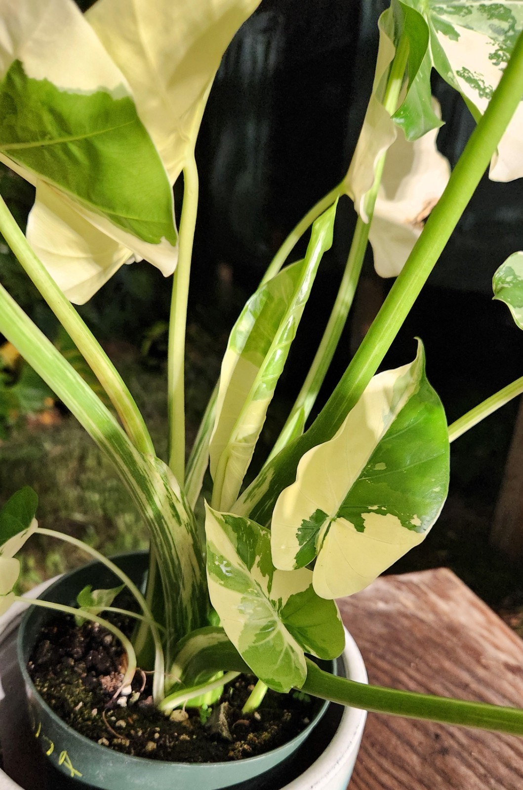 Alocasia gageana variegated plant in 6″ Pot 17″ – 22″ Tall 18″ – 19″ Wide