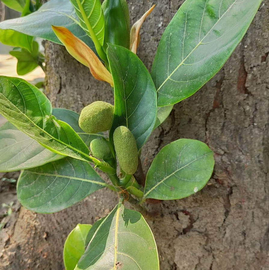 Live Jackfruit Tree – 4″ Pot – Edible Tropical Fruit Tree – Outdoor Garden