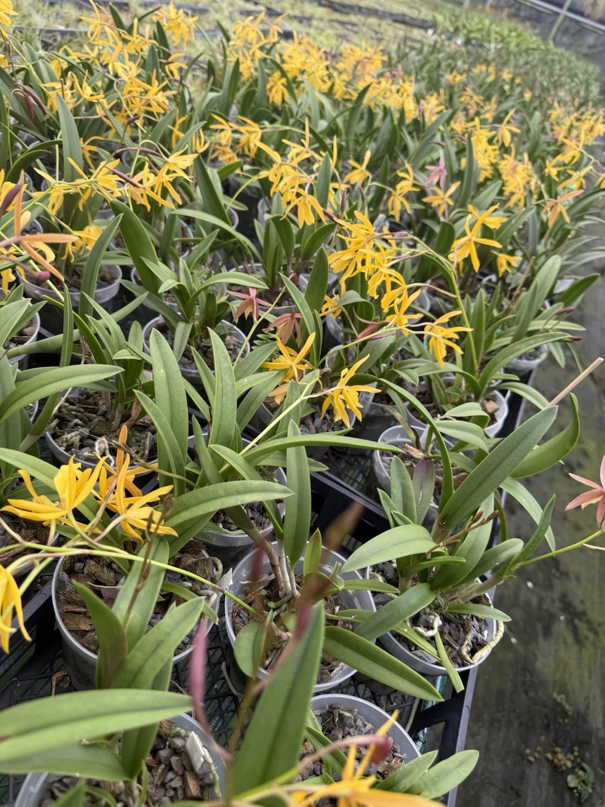 Vaughnara Fiftieth Anniversary Richard Mueller Hybrid Orchid plant 4” FRAGRANT ~