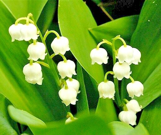 15 LILY OF THE VALLEY SEEDS – Convallaria majalis