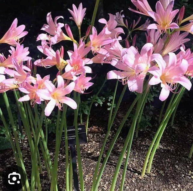 3 Lycoris Squamigera Bulbs (Surprise Lily / Naked Lady) FREE SHIPPING