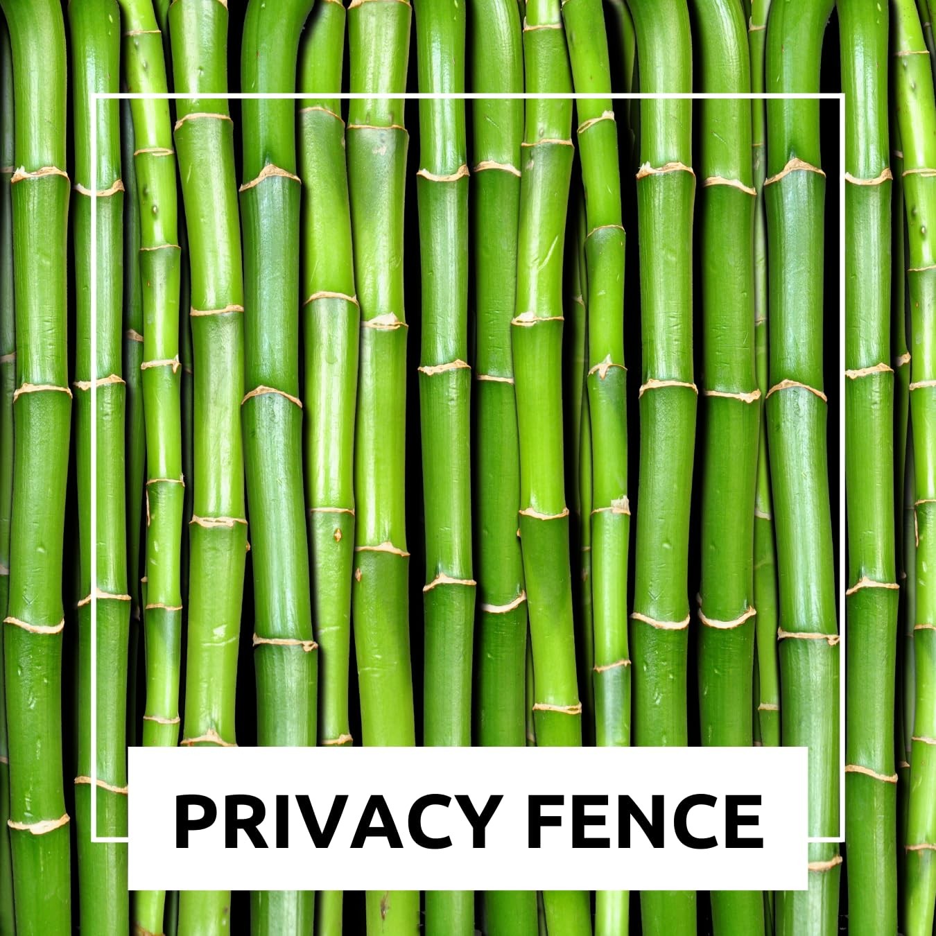 420 Giant Bamboo Seeds for Planting – Fast Growing Bamboo Ideal Privacy Scree…