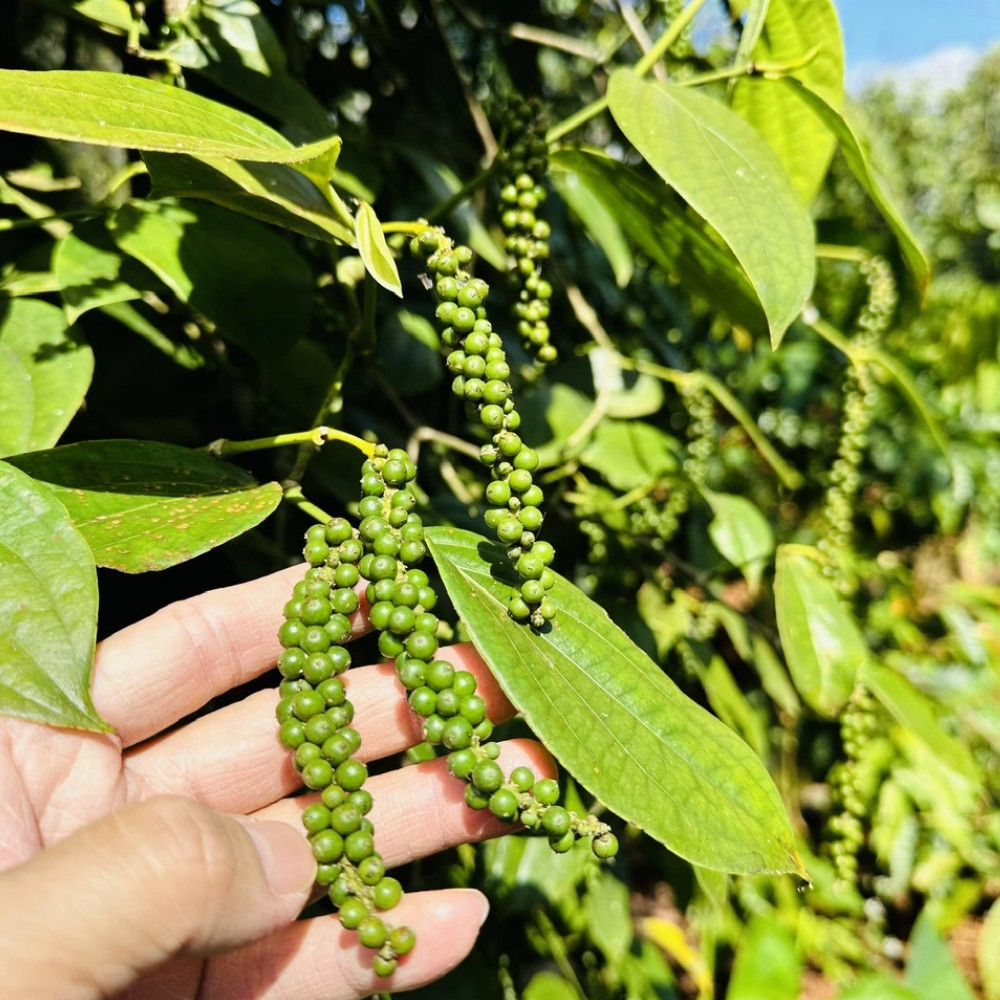 Black Pepper Plant Piper Nigrum Live Plant 4-6 Inches Tall Rooted Vine