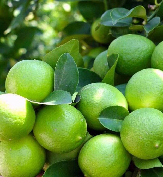 Citrus Aurantifolia Limón Criollo from Puerto Rico Non GMO Organic 10 seeds