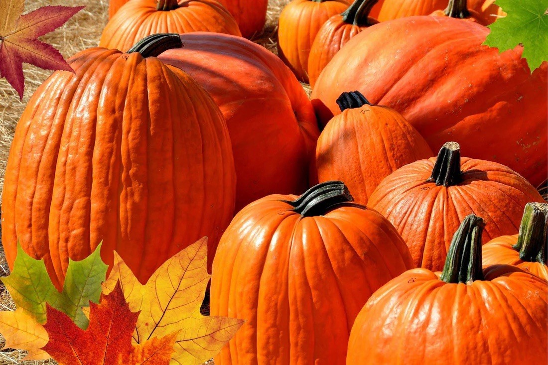 Cucurbita pepo, Jack-o’-lantern Pumpkin – 25 Seeds 2026 – USA