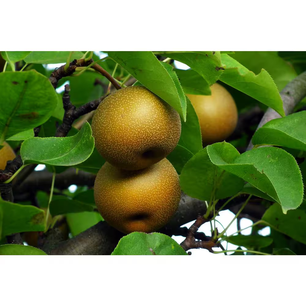 Dwarf Hosui Asian Pear Tree Bare Root
