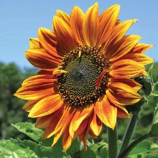 8 Species Mix Variety Pack Sunflower Seeds – 50pcs/pack