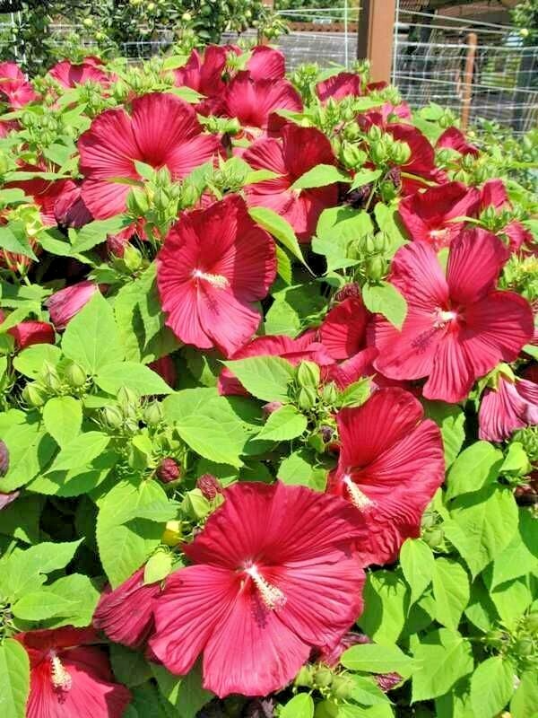 30 LUNA RED SWAMP MALLOW SEEDS – Hibiscus moscheutos ‘Luna Red’