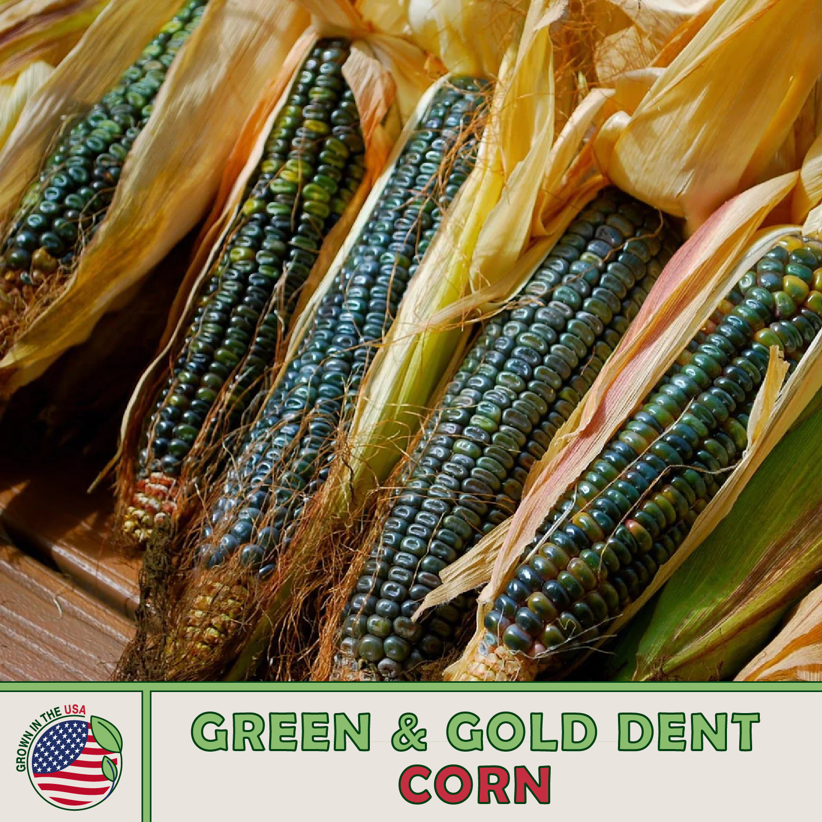 25 Oaxacan Green & Gold Dent Corn Seeds, Heirloom, Open Pollinated, Genuine USA