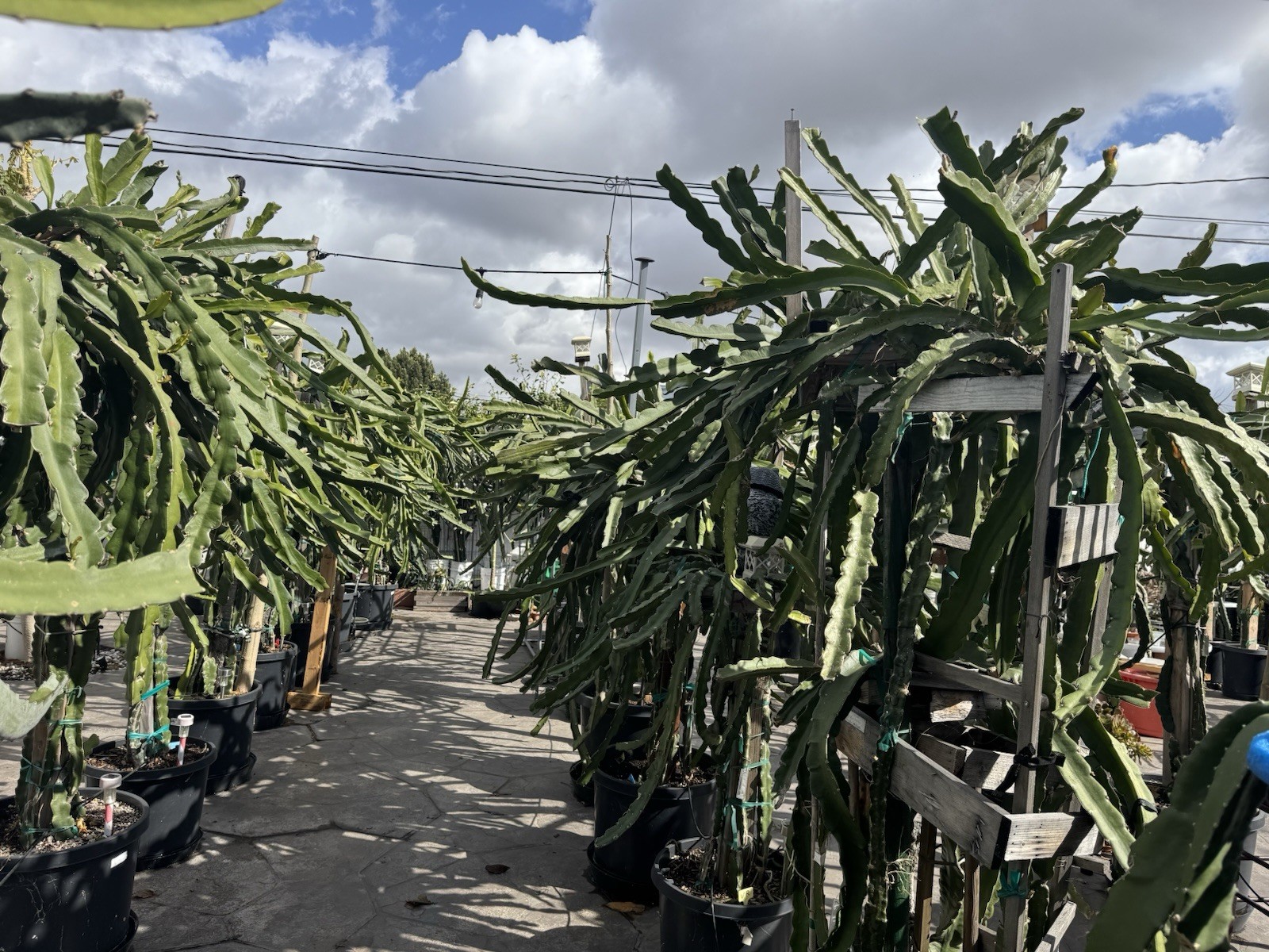 3 A5 DRAGON FRUIT CUTTING 10-12 Inches Check Description