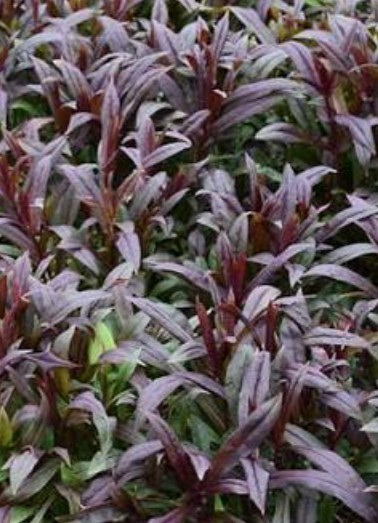 Penstemon Blackbeard 5 Plants Perennial, Flowers, Pollinators.