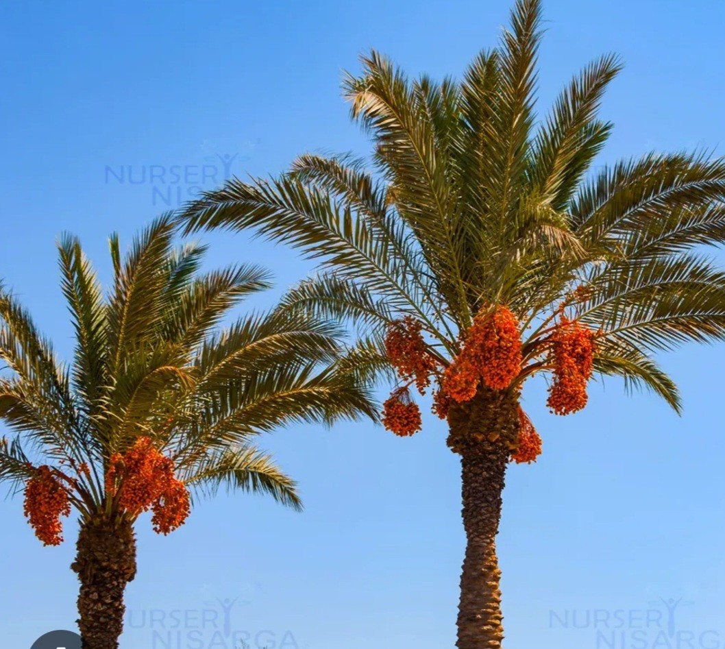 Canary Date Palm Trees. Starts 8 To 15 Inches Tall. 3 In Each Order.
