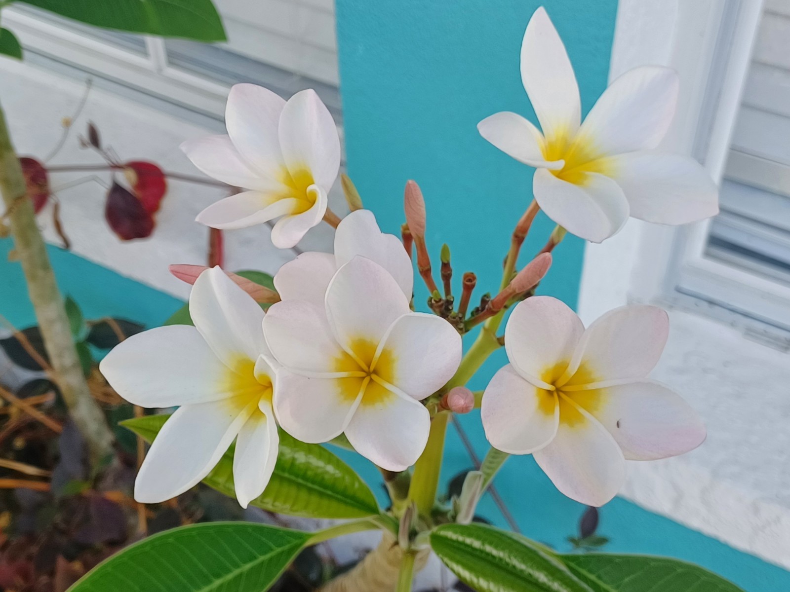 Mystery Plumeria Cuttings