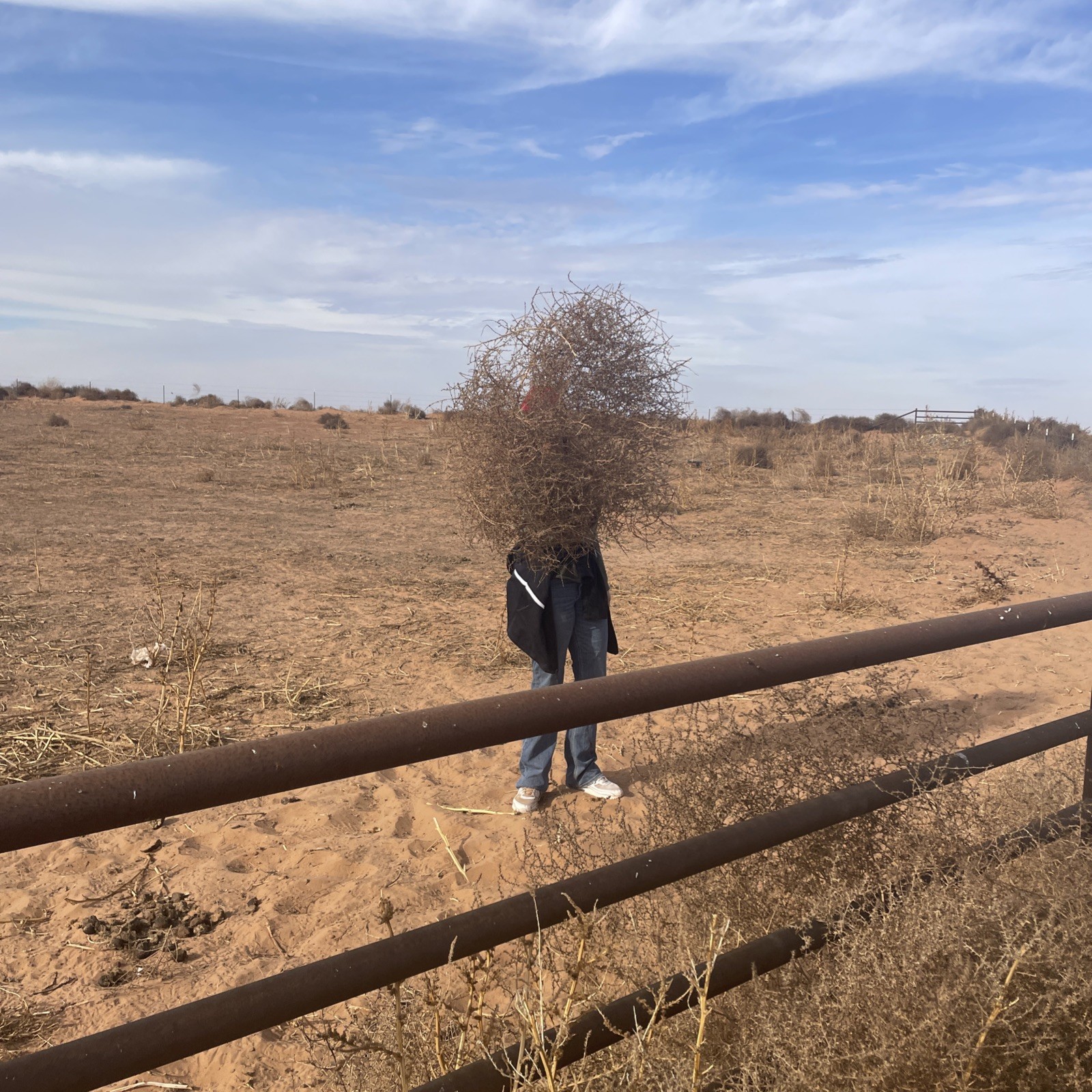 West Texas tumble weeds. Fresh rolled and rounded.