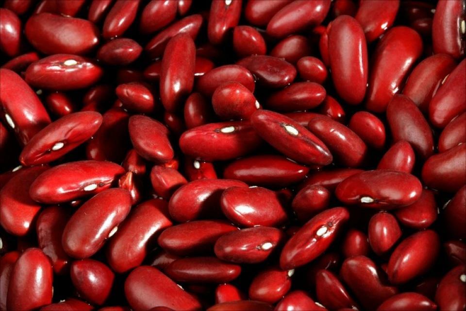 Bean Seeds: Dark Red Kidney Bean Seeds Fresh Seed FREE Shipping!!!!!
