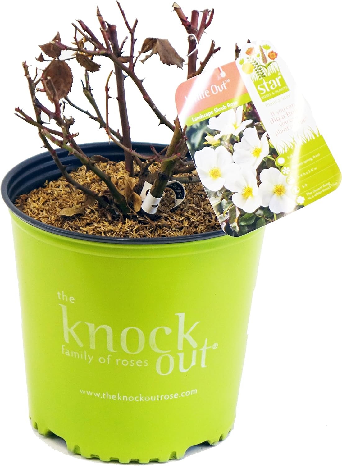 Green Promise Farms Rosa Knock Out` (Reblooming) Rose, 2 Size Container, white f