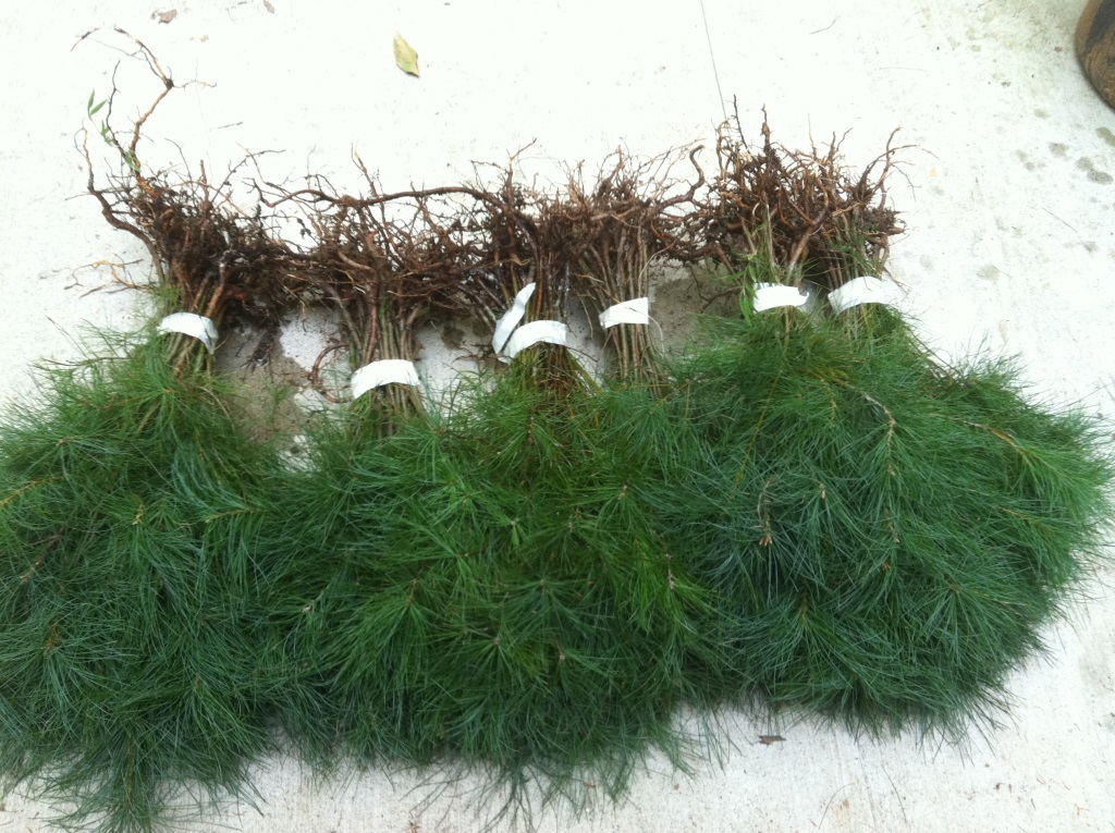 10 White Pine Sapling 10inch Evergreen Christmas Tree Transplants Item#HSE