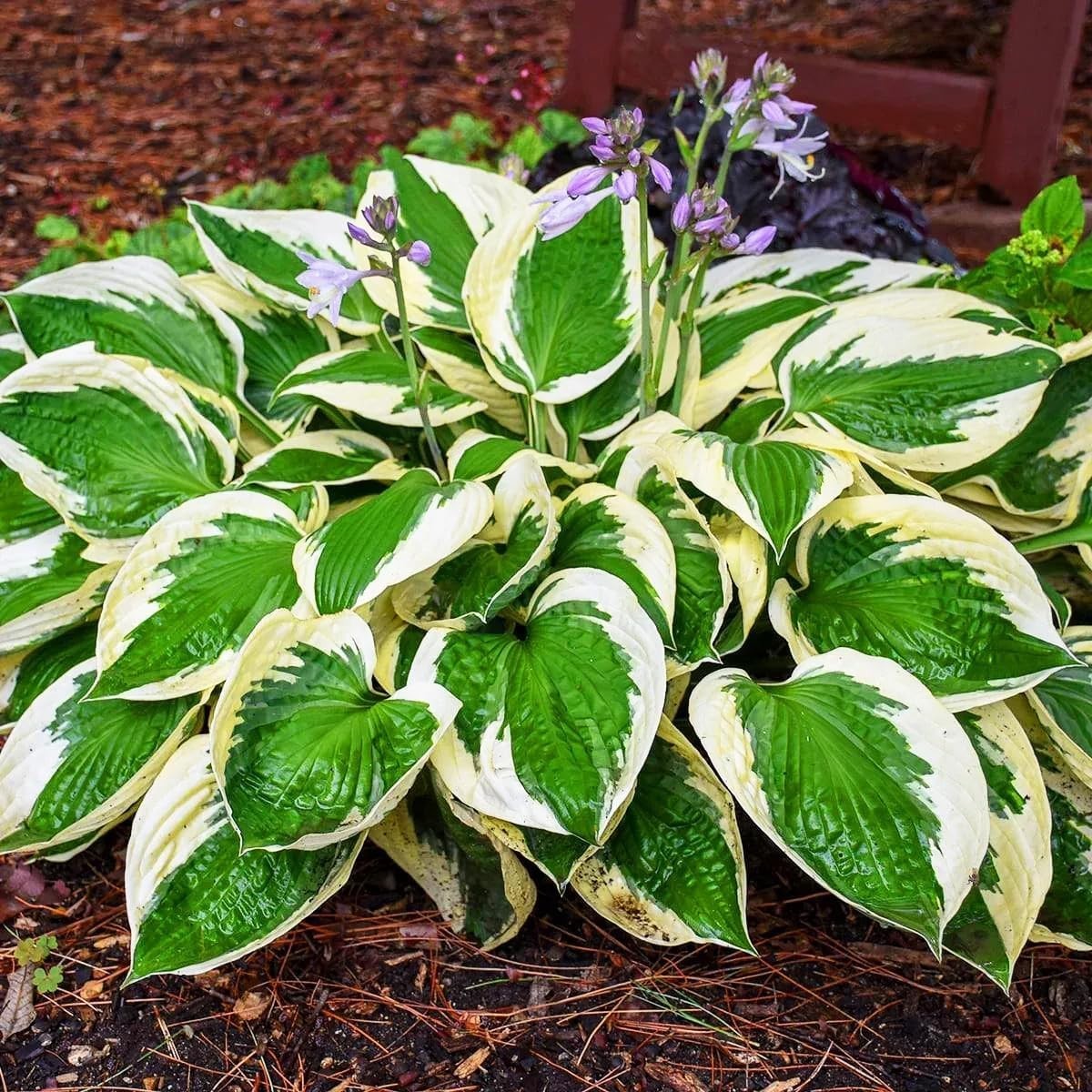 High Germination Rate Hosta Seeds – 200+ Perennial Flowers for -Round Beauty