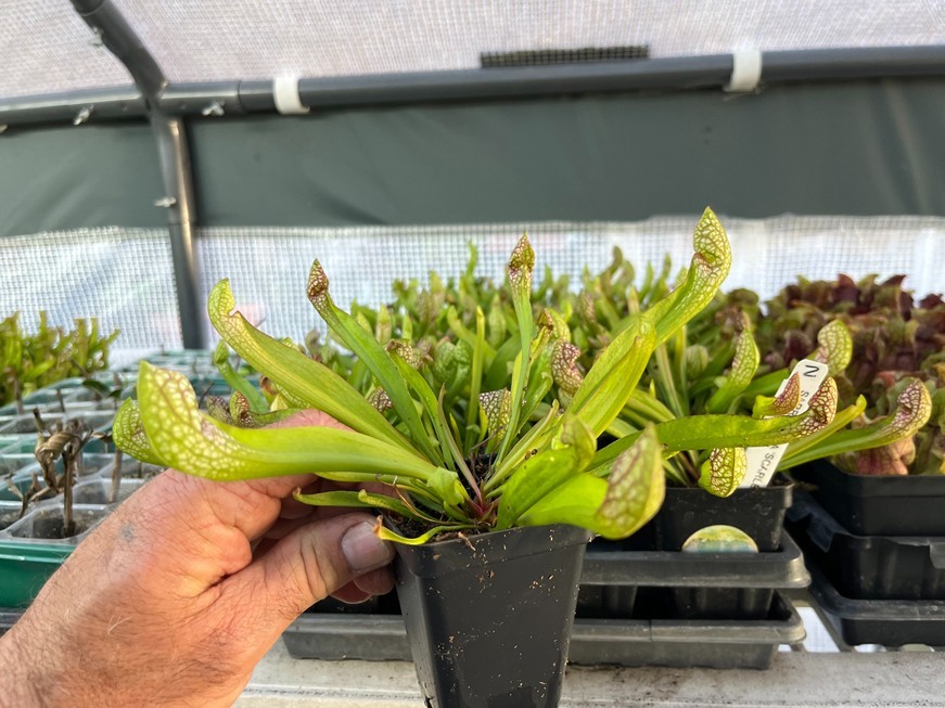 Scarlet Bell Pitcher Plant – Sarracenia Scarlet Bell – Live Carnivorous Plant
