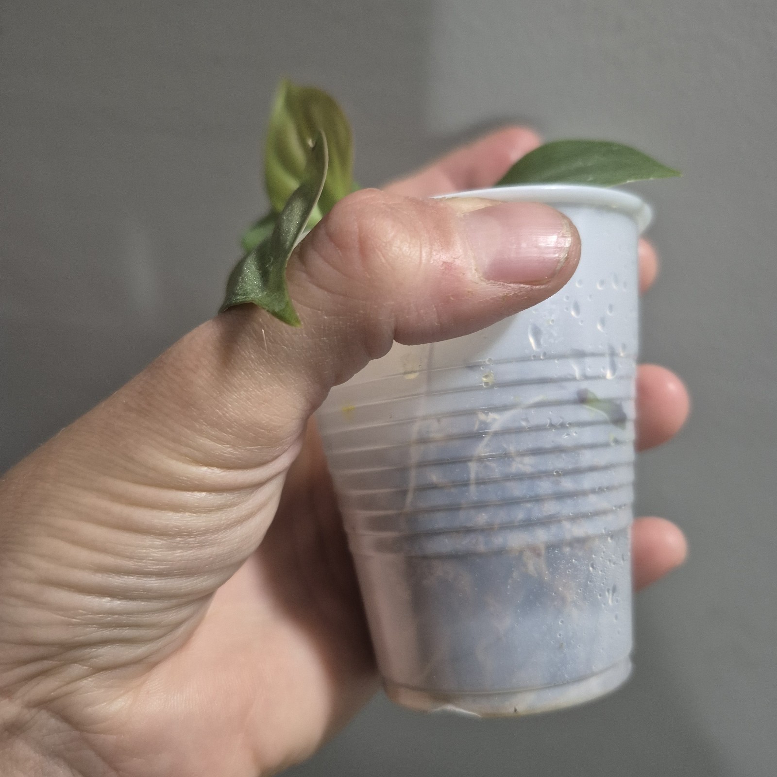 Philodendron Camposportoanum – Rooted Plant – Rare Plant 2.5 Inch