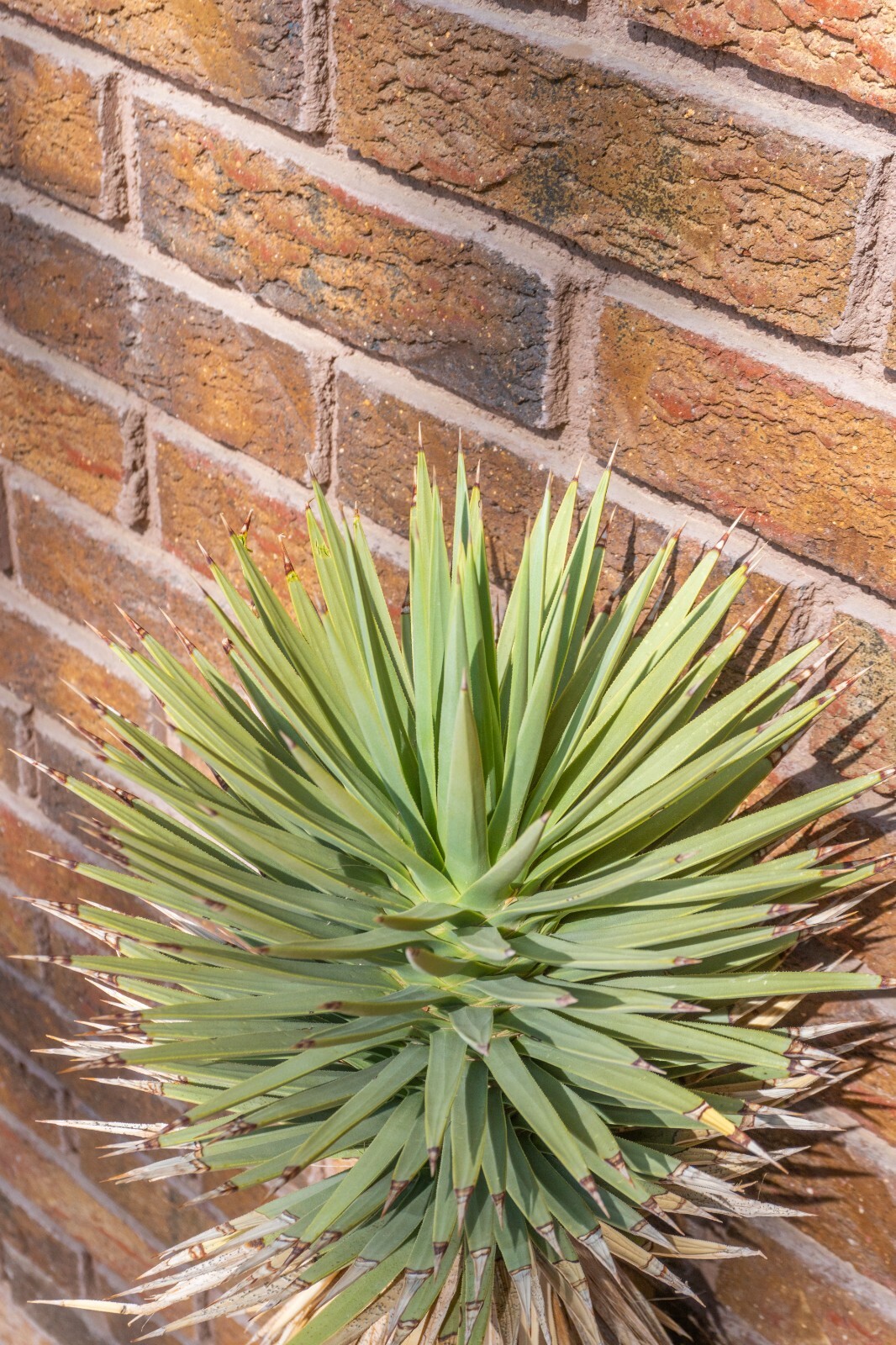 3FT JOSHUA TREE, DESERT PLANT, LEGALLY HARVESTED & TAGGED, YUCCA BREVIFOLIA