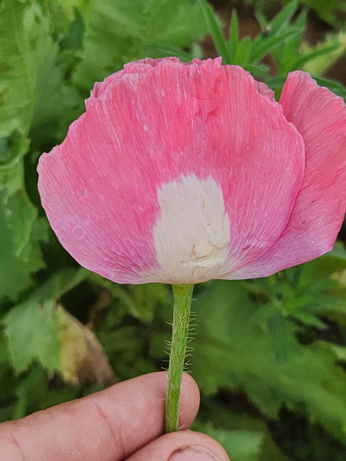 Izmir Poppy Mystery Mix Papaver Somniferum