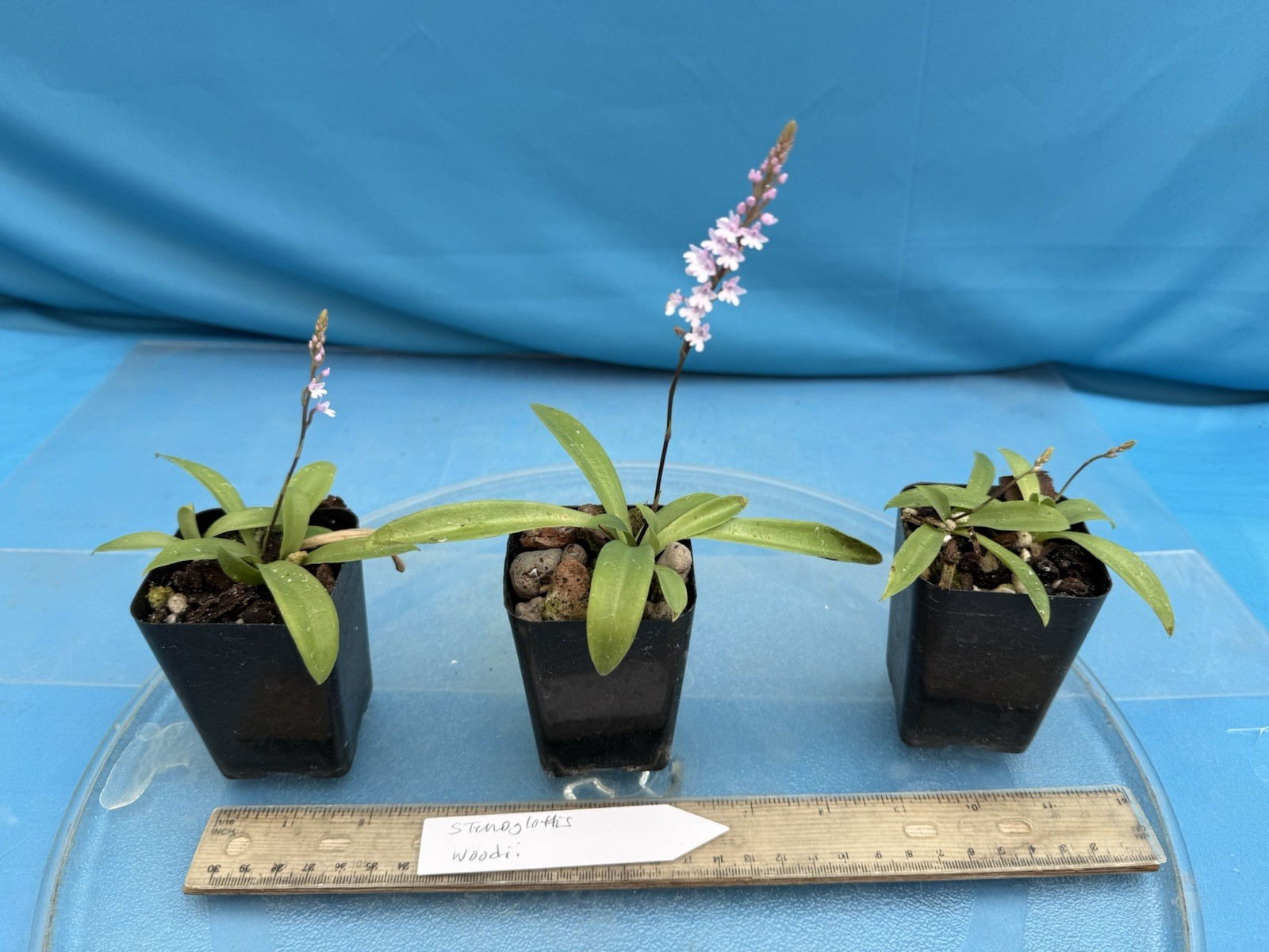 Stenoglottis woodii BS Pink Purple Orchid Species 2″ Pot NEW GROWTH + SPIKE